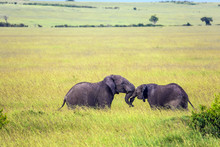 Two Young Elephants Play In The Savannah