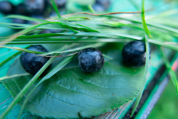 Canvas Print - Black berries on the green wood.