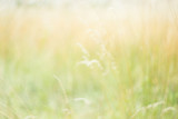 Fototapeta Łazienka - Blurred background. Blurred meadow, flowers, plants, herbs. Natural background. Natural concept.