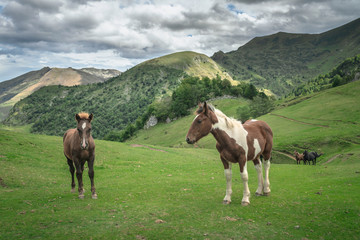 Wall Mural - Horses in the french Pyrenees mountains