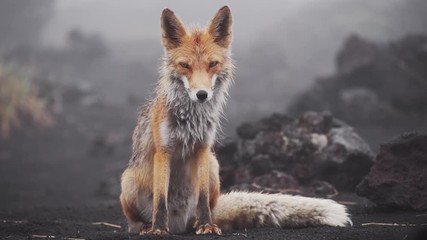 Wall Mural - cute funny fox looks at the camera, lies down and stretches. fox in the wild, kamchatka, russia