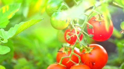 Poster - Tomatoes. Fresh and ripe organic Cherry tomato plant growing in a garden. Healthy food. Cherry tomato berry hanging on branch. Agriculture. Slow motion 4K UHD video footage. 3840X2160