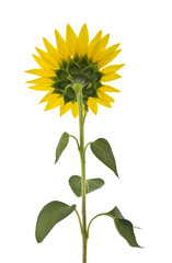 Sticker - Closeup of a blooming sunflower isolated on white background