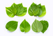 Green betel leaves, Fresh piper betle on white.