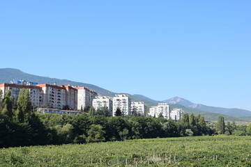 Wall Mural - Grape. Mountains. Sky