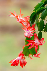 Wall Mural - Blooming houseplant Christmas cactus Schlumbergera. Close up.