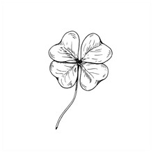 Clover Sketch. Hand Drawn Four Leaf Clover. Vector Illustration, Isolated On White