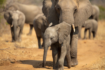 Wall Mural - Breeding herd of elephant moving into the shade of a tree to rest up in the heat of spring