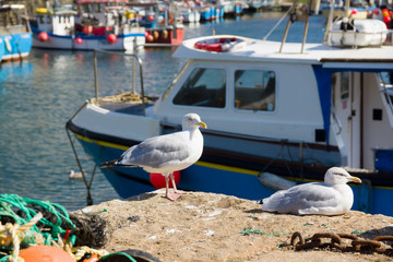 European herring gulls latin name Larus argentatus in Mevagissey harbour Cornwall