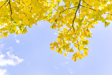 Wall Mural - design concept - beautiful yellow ginkgo, gingko biloba tree leaf in autumn season in sunny day with