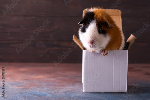 Fotomural Teddy guinea pig climbing on box in front of dark stone background