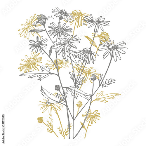 Tansy and Chamomile. Bouquet of hand drawn flowers and herbs. Botanical plant...