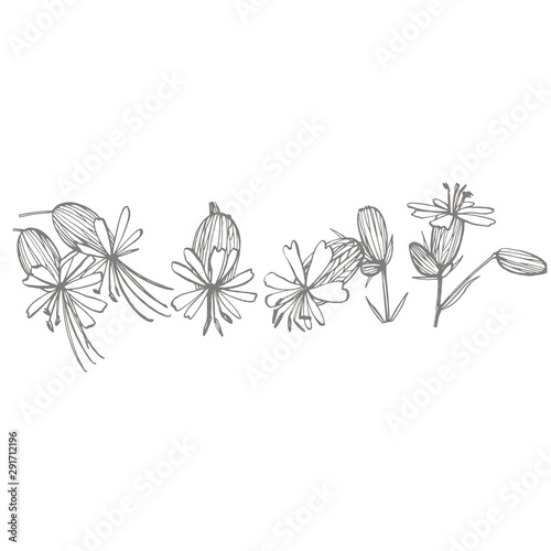 Bladder campion flowers. Set of drawing cornflowers, floral elements, hand dr...