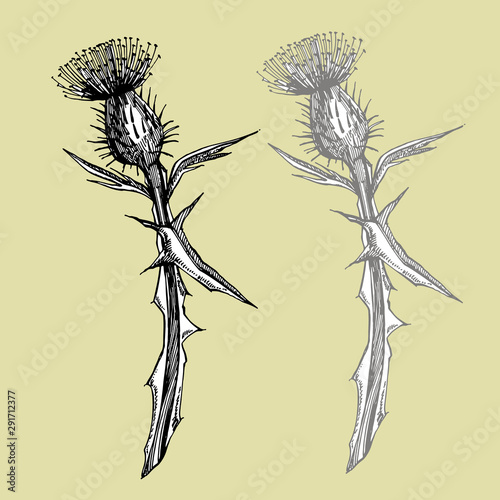 Thistle or daisy flower. Botanical illustration. Good for cosmetics, medicine...