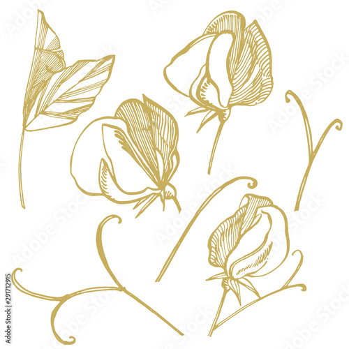 Sweet pea flowers drawing and sketch with line-art on white backgrounds. Flor...
