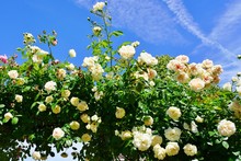 Clusters Of Fragrant Yellow Rose Climbing Flowers