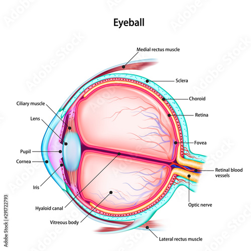 Cuadros en Lienzo Structure of the human eyeball with the name and description of all sites