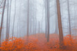Leuchtend rötliches Herbstlaub an einem nebligem Novembertag im WAld