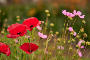  campo con flores rojas y rosadas