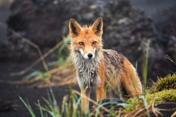 Wall Mural - wild red fox (vulpes vulpes beringiana) standing on black sand. kamchatka peninsula, russia