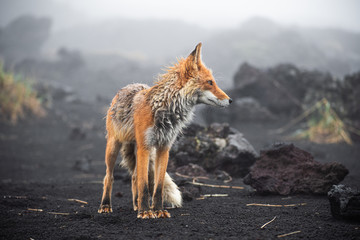 Wall Mural - wild red fox (vulpes vulpes beringiana) standing on black sand. kamchatka peninsula, russia