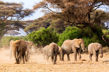 African Elephants In Amboseli National Park. Kenya, Africa.