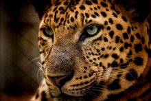 The Portrait Of Javan Leopard