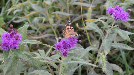 Wall Mural - Butterfly on a Flower Blowing in the Wind