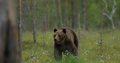 brown bear walking around lake in the morning light. dangerous animal in nature forest and meadow ha