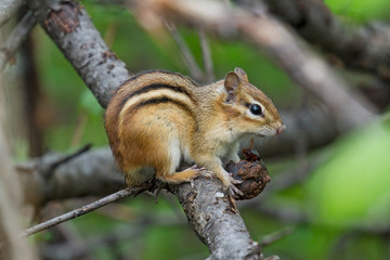 Wall Mural - chipmunk