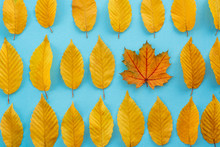Autumn Leaves On A Blue Background, One Leaf Is Different From The Others - Abstract Vision Be Different, Unique Personality Or Standing Out From The Crowd, Leadership Quality