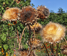 Leaves, Foliage, Stems, Stalks, Close Up Of Dried Artichoke Flower Heads