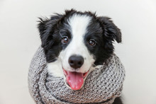 Funny Studio Portrait Of Cute Smilling Puppy Dog Border Collie Wearing Warm Clothes Scarf Around Neck Indoor. Winter Or Autumn Portrait Of New Lovely Member Of Family Little Dog At Home