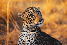 Portrait Of Leopard Cub