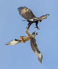Ferocious Aggression Period Of A Black Eagle Chasing The Fledgling From The Nest