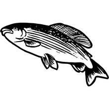 Hand Sketched Grayling Fish Vector