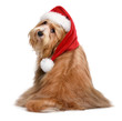 Cute Bichon Havanese dog is wearing a Christmas Santa hat