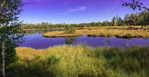 Fotomural Raised bog of the Wildsee at Kaltenbronn, Northern Black Forest, Germany, with birch trees and small pines, territory Bad Wildbad and Gernsbach