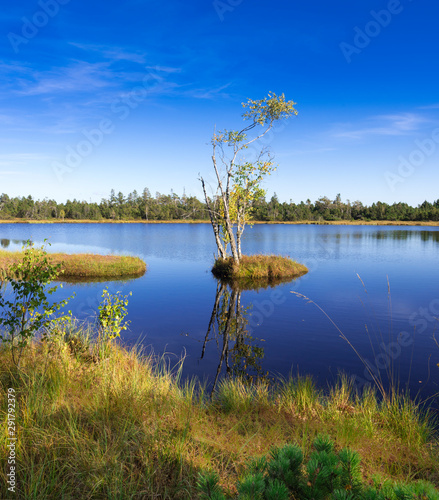 Fotografía Raised bog of the Wildsee at Kaltenbronn, Northern Black Forest, Germany, with birch trees and small pines, territory Bad Wildbad and Gernsbach