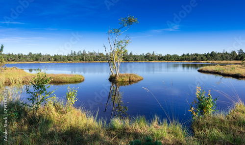 Fotografía Raised bog of the Wildsee at Kaltenbronn, Northern Black Forest, Germany, with birch trees and small pines, territory Bad Wildbad and Gernsbach