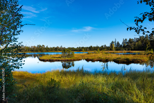 Fotografía Raised bog of the Wildsee at Kaltenbronn, Northern Black Forest, Germany, with birch trees and small pines, territory Bad Wildbad and Gernsbach