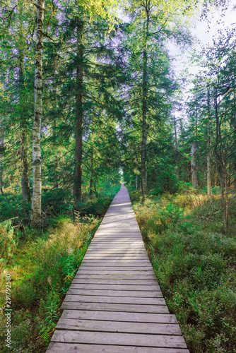 Cuadros en Lienzo Wooden footpath, hiking trail, nature reserve Wildseemoor, Kaltenbronn, Gernsbac