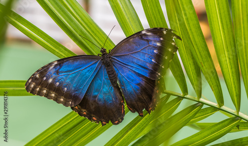 Cuadros en Lienzo Blue Morpho, Morpho Peleides, Morfa Peleida, Big Butterfly Sitting on Green Leav