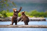 Fototapeta Fototapety ze zwierzętami  - The young Kamchatka brown bear, Ursus arctos beringianus catches salmons at Kuril Lake in Kamchatka, running and playing in the water, action picture