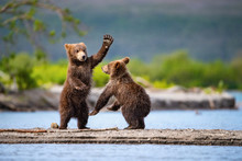 The young Kamchatka brown bear, Ursus Arctos Beringianus Catches Salmons At Kuril Lake In Kamchatka, Running And Playing In The Water, Action Picture