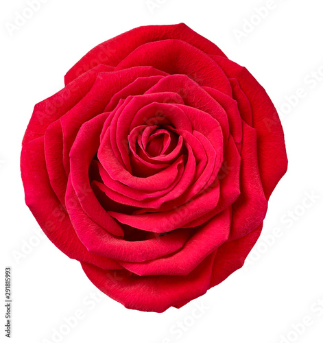 flower rose petal blossom red nature beautiful background