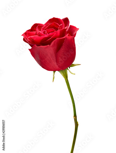 flower rose petal blossom red nature beautiful background