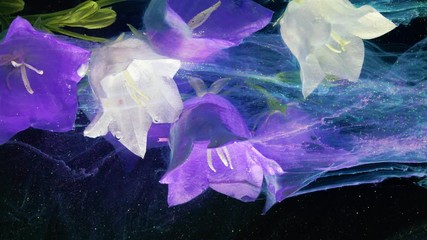 Wall Mural - Blooming blue and white bell flowers Acrylic colors and ink in water.