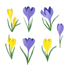Set Of Yellow And Purple Watercolor Crocus Flowers. Vector Illustration.