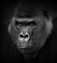 Gorilla Portrait In Black And White. Closeup Of A Dangerous-looking Silverback.
